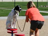 Dog on pedestal